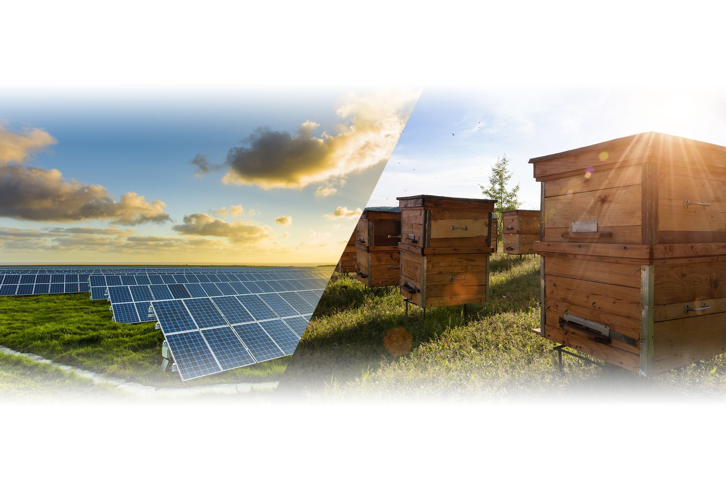 太陽光発電と養蜂場